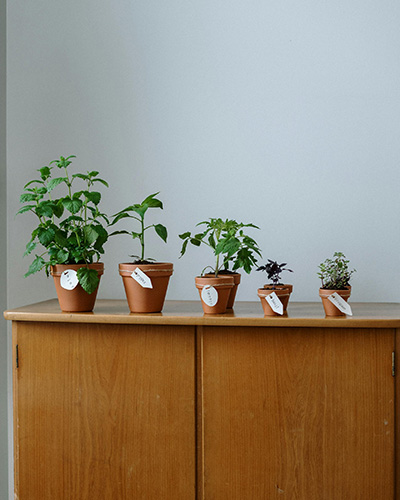 Plantas pequeñas sobre un mueble en un espacio tranquilo